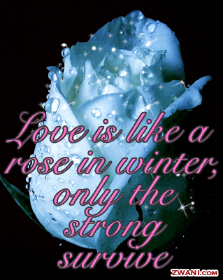 love-like-a-rose